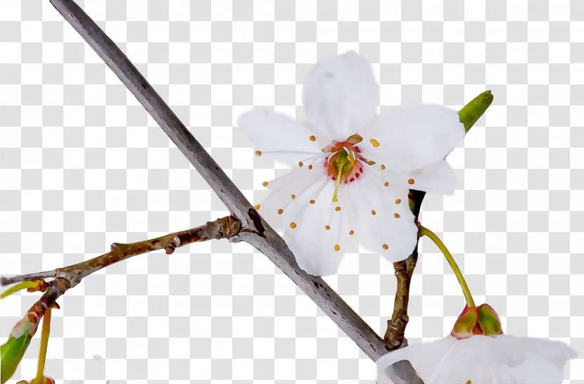 Flower Plant Branch Twig Blossom Transparent PNG