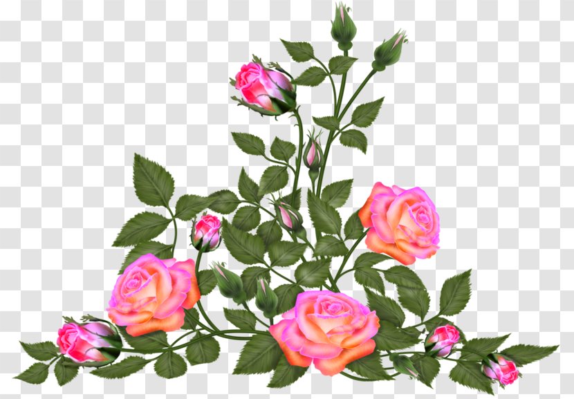 Garden Roses Flower Floral Design Centifolia - Floristry Transparent PNG