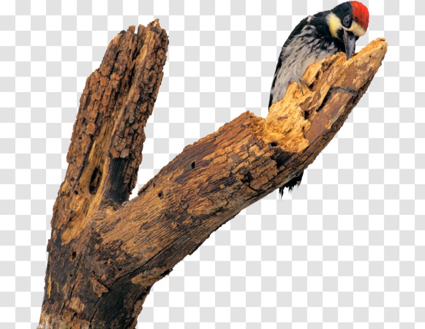 Bird Woodpecker Dendrocopos Flight Photography - Driftwood Transparent PNG