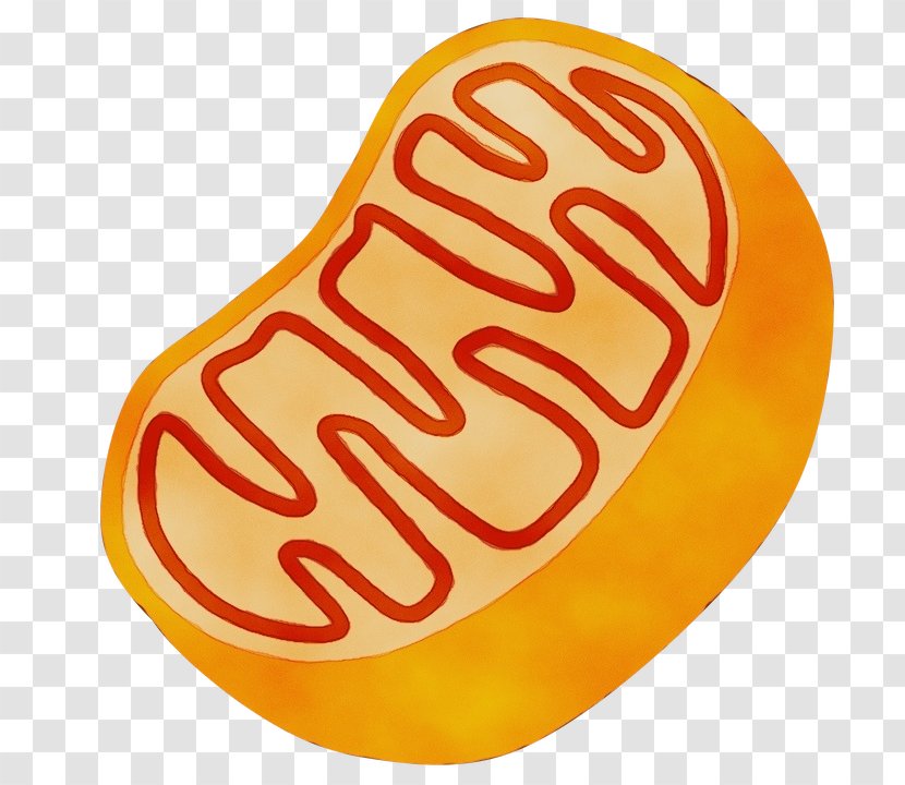 Mitochondrion Eukaryote Chemiluminescence Voting Text - American Food Fast Transparent PNG