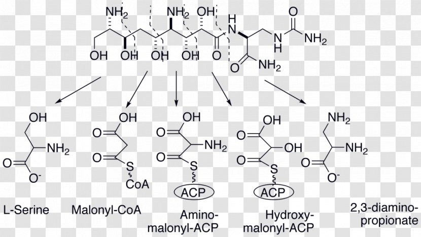 Zwittermicin A Bacillus Cereus Biosynthesis Metabolic Pathway Polyketide - Fatty Acid Synthesis - Breakdown Transparent PNG