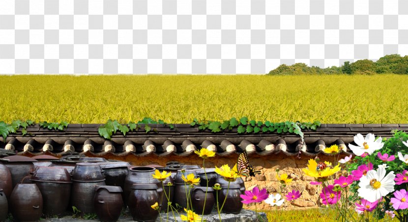 Fundal - Plant - Paddy Field Wall Background Transparent PNG