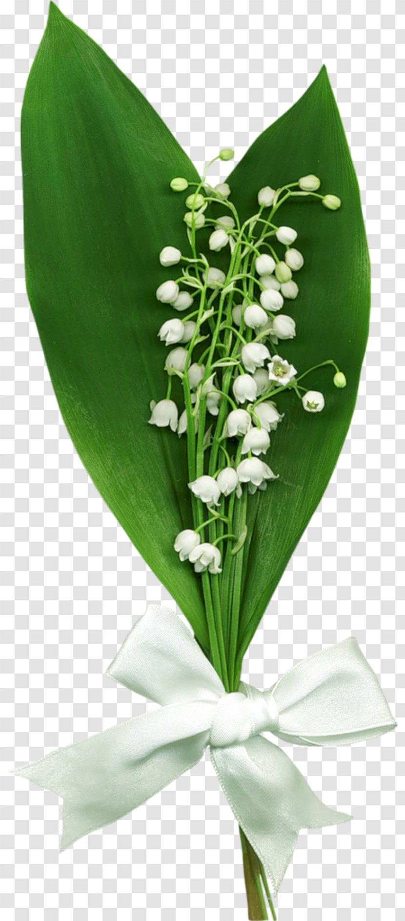 Lily Of The Valley Clip Art - Convallaria - Enfant Transparent PNG