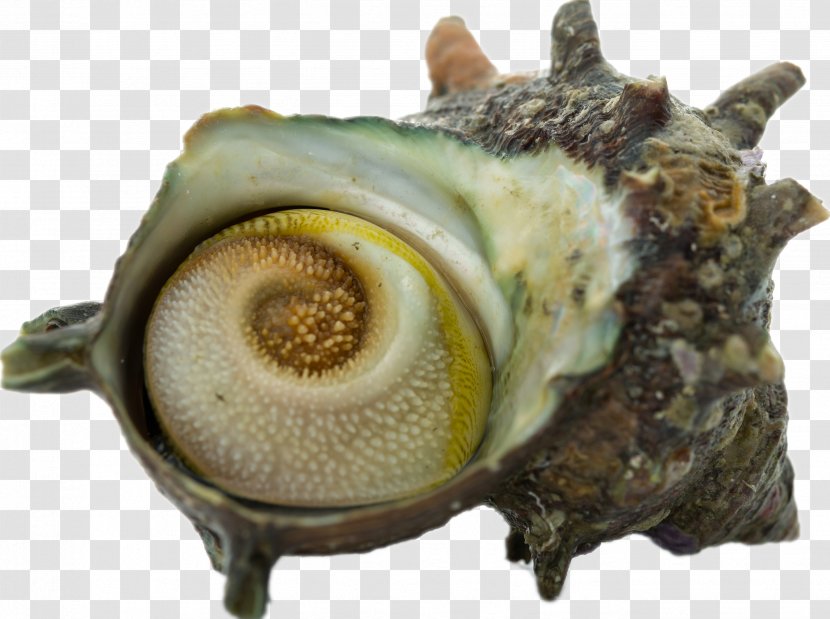 Seafood Turbo Cornutus - Nutrition - Conch Transparent PNG