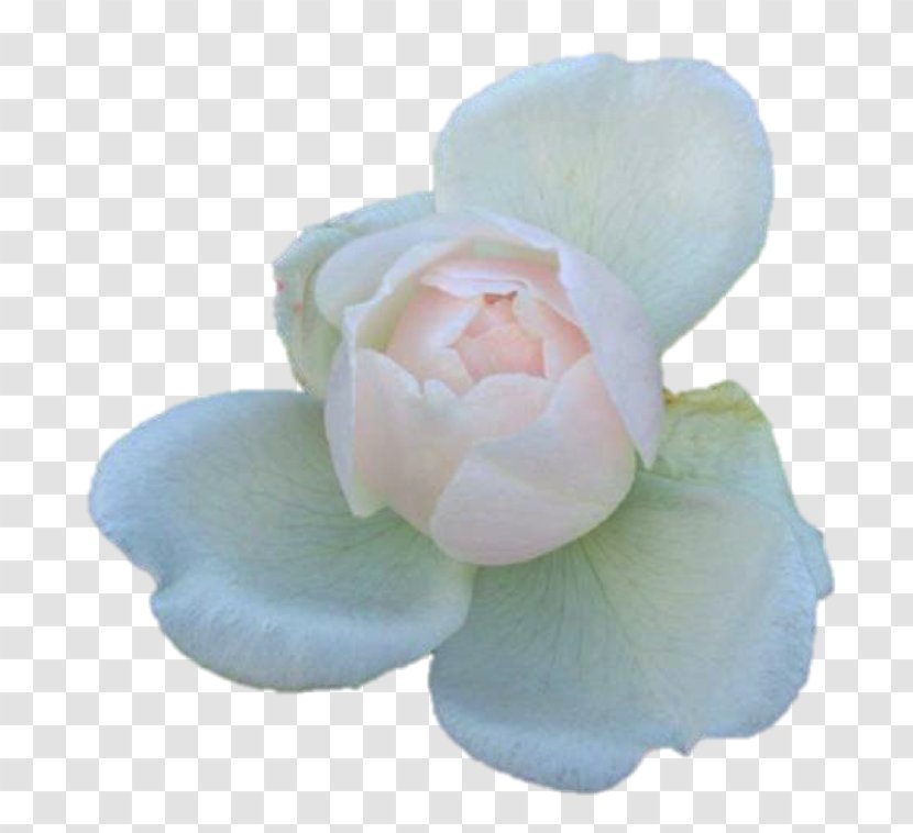 Garden Roses Petal - Rose Transparent PNG