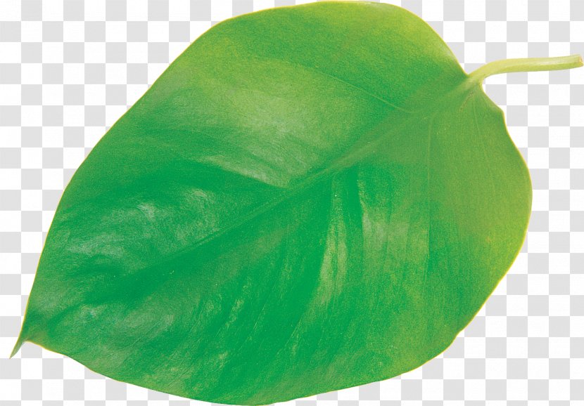 Leaf Plant - Green - Eucalyptus Transparent PNG