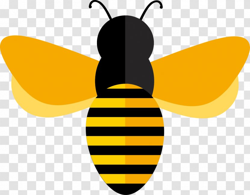 Honey Bee Adobe Illustrator Euclidean Vector - And Design Material Transparent PNG