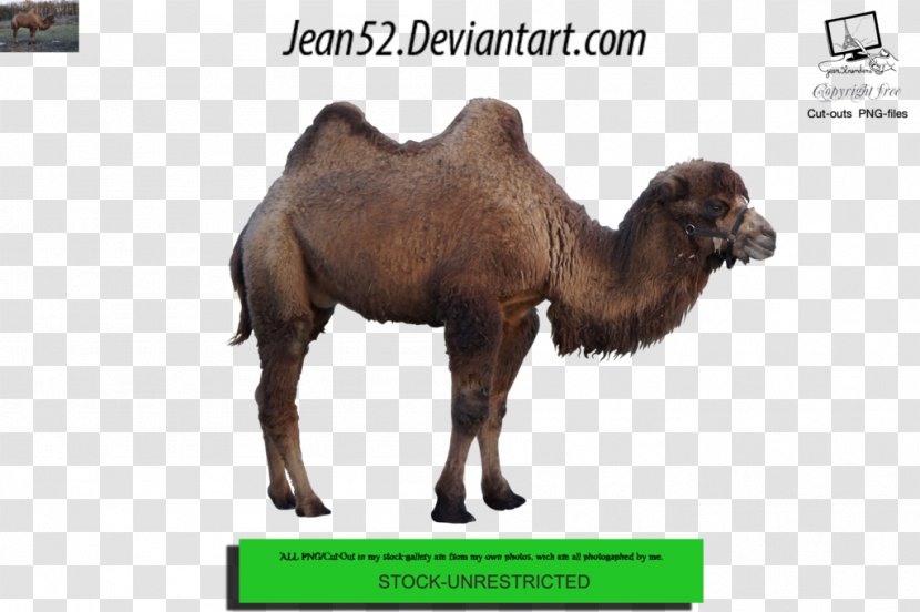Dromedary Animal Photography DeviantArt - Deviantart - Camel Transparent PNG