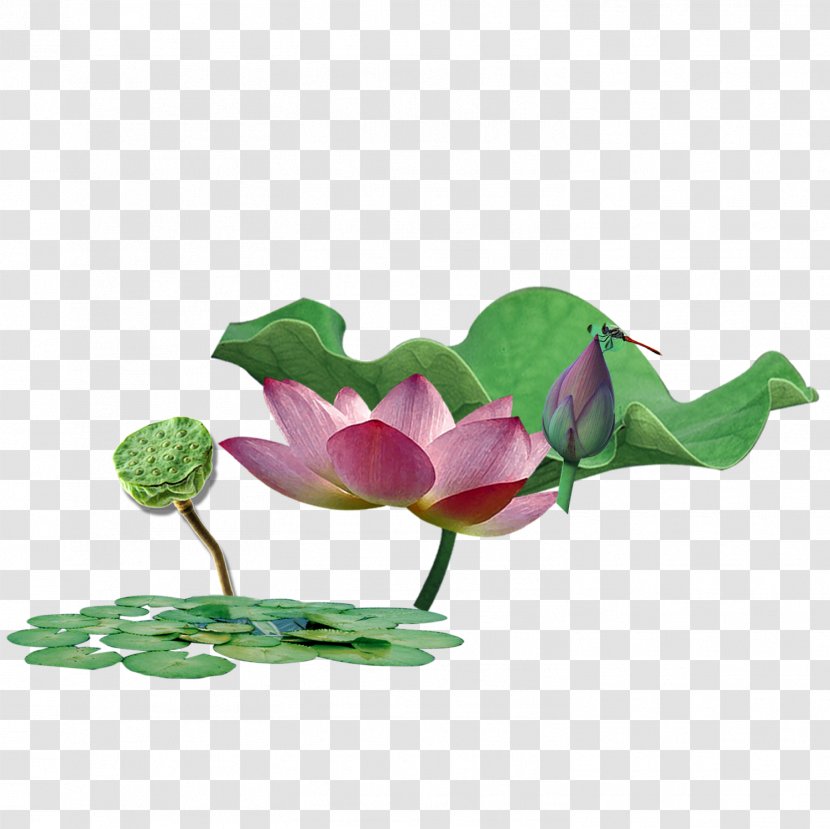Floral Design Poster Green - Cut Flowers - Lotus Plants Transparent PNG