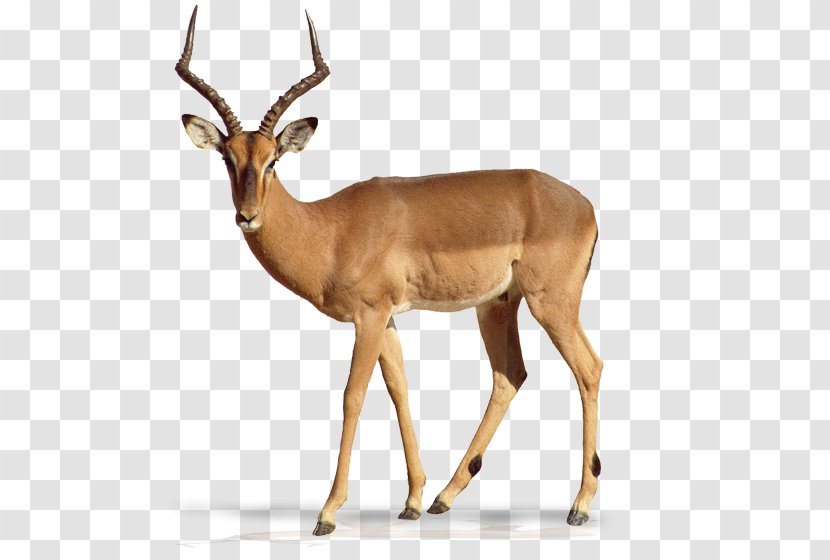 Impala Antelope Gazelle Elk Deer - Sable Transparent PNG