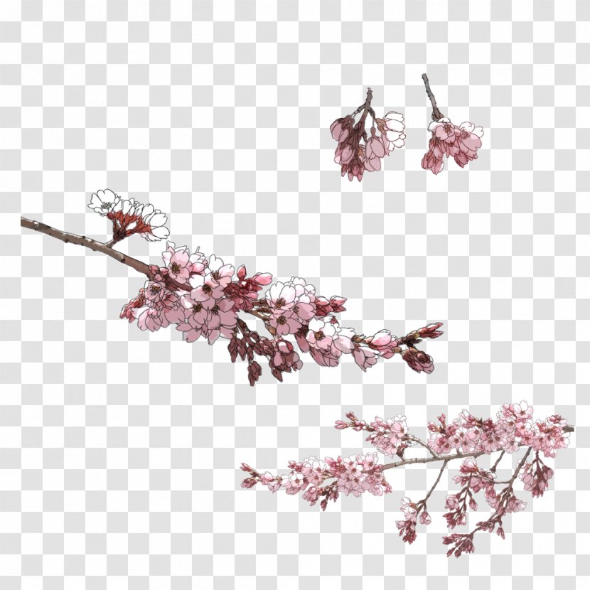 Drawing - Cherry Blossom - Winter Blooming Pink Plum Transparent PNG
