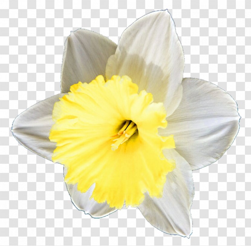 Daffodil Clip Art - Yellow - Flower Transparent PNG