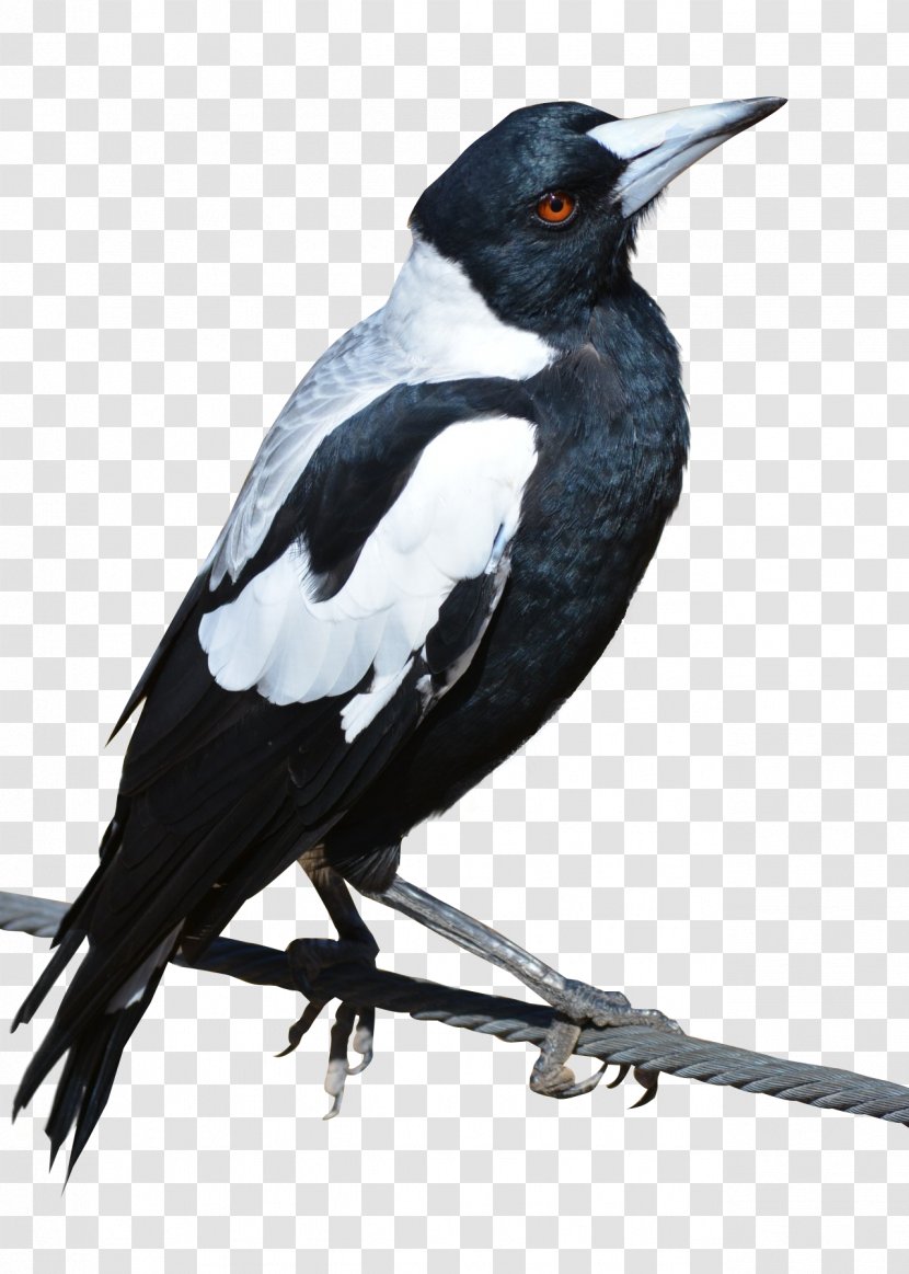 Bird Crows Eurasian Magpie - Wing - DOVES Transparent PNG