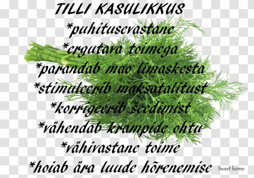 Therapy Dill Water Medicinal Plants Herb - Evergreen - Liht Transparent PNG