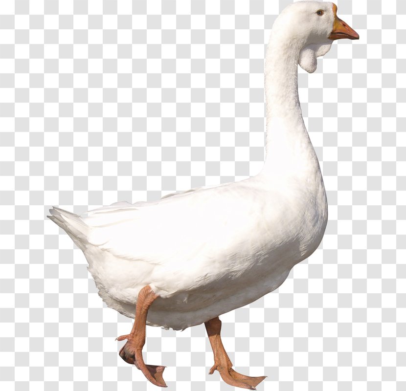 Goose Duck Image File Formats Clip Art - Information Transparent PNG