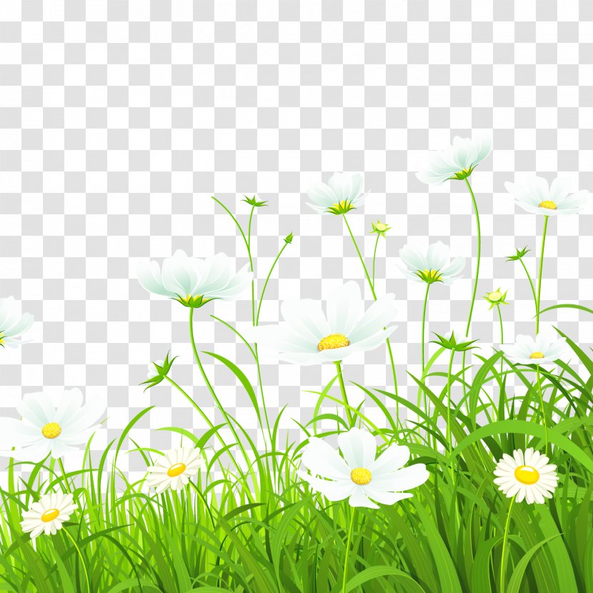 Flower Green Common Daisy Illustration - Flora - White Grass Transparent PNG