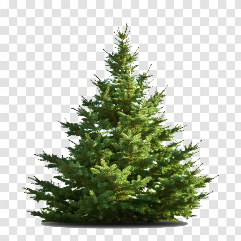 Nordmann Fir Christmas Tree Middletown - Pine Family Transparent PNG
