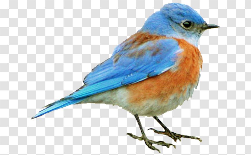 Bluebird Finch Old World Flycatcher Beak - Robin - Feather Transparent PNG