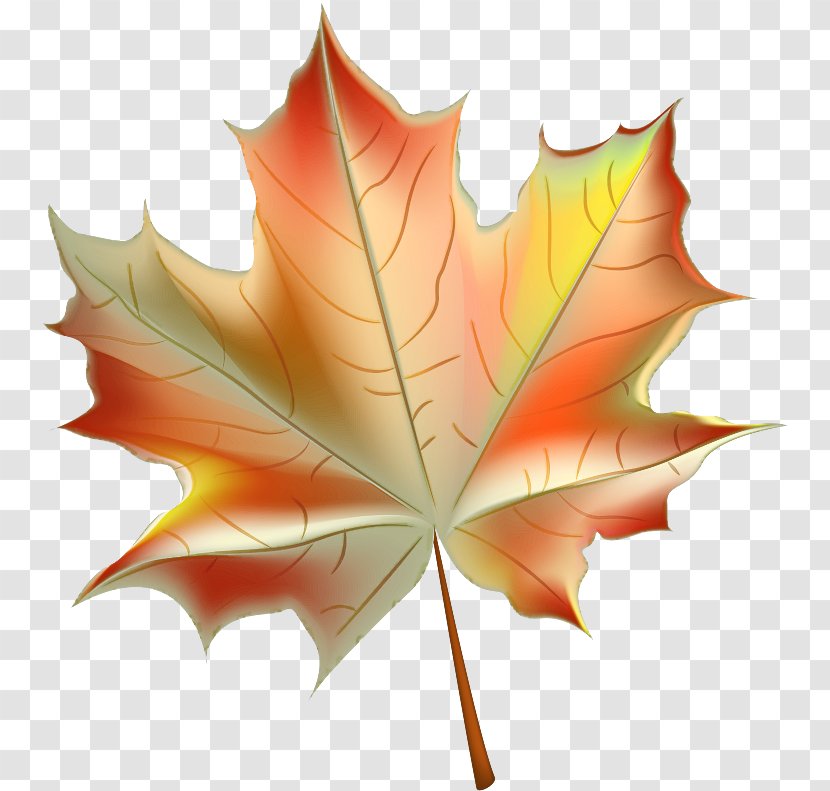 Maple Leaf - Deciduous Transparent PNG