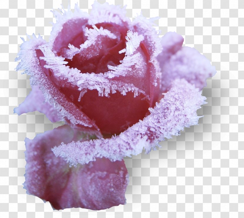 Rose Pink Drawing Flower Transparent PNG