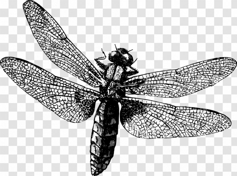 Image Drawing Coloring Book Digital Art Illustration - Stable Fly - Dragonfly Dragonflies Transparent PNG