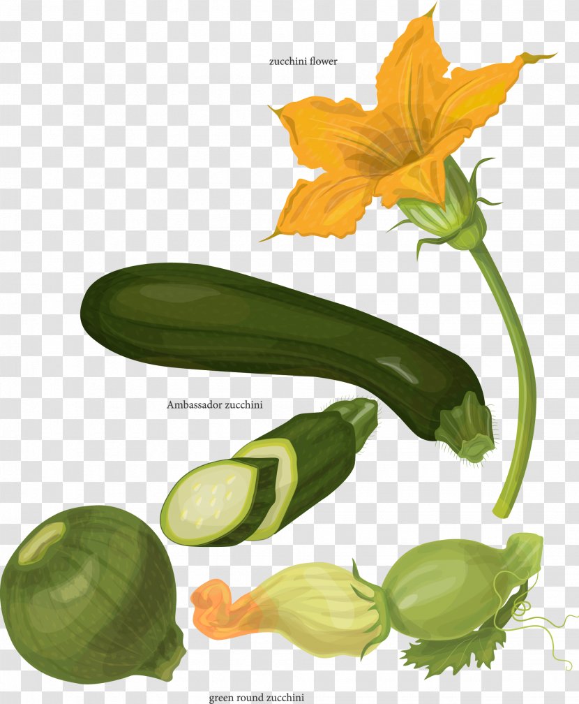 Zucchini Botany Drawing Illustration - Pumpkin Flowers And More Varieties Of Transparent PNG