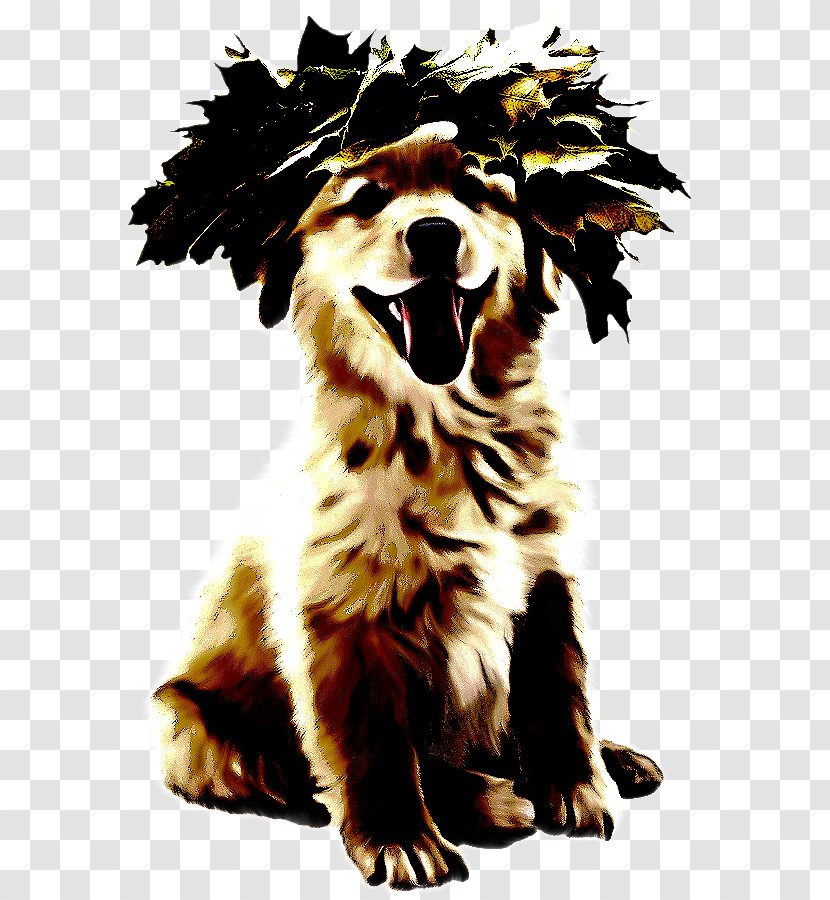 Border Collie - Puppy - Rare Breed Dog Transparent PNG