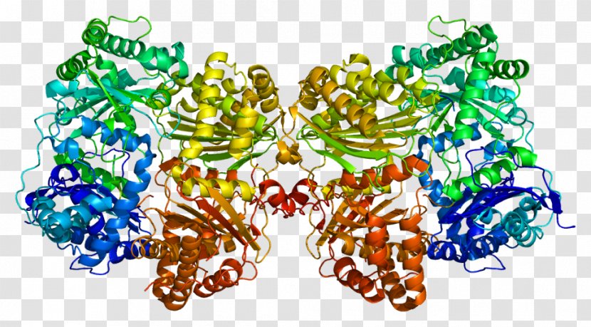 Insulin-degrading Enzyme Protein Biology Catalysis - Insulindegrading - Hormone Transparent PNG