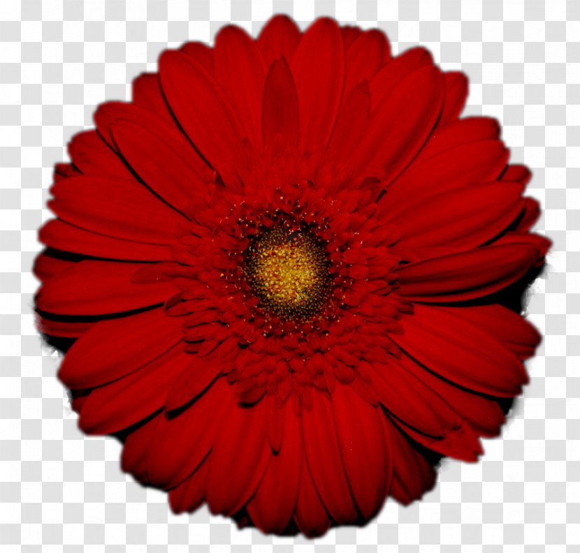 Transvaal Daisy Flower Red Common Stock Photography - Rose - Gerbera Transparent PNG