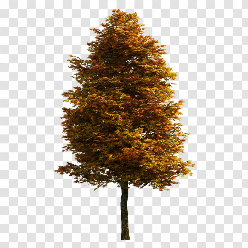 Tree Download - Wikimediaorg Transparent PNG