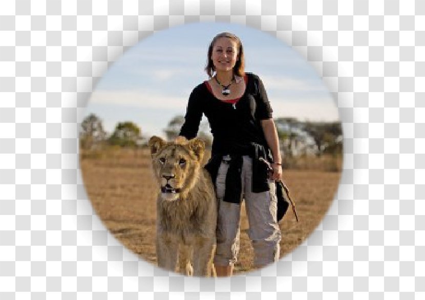 Lion Walks Victoria Falls Walk With Lions Livingstone Big Cat Transparent PNG