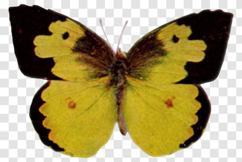 Clouded Yellows Butterfly Brush-footed Butterflies Gossamer-winged Moth - Gossamerwinged - Alteres Transparent PNG