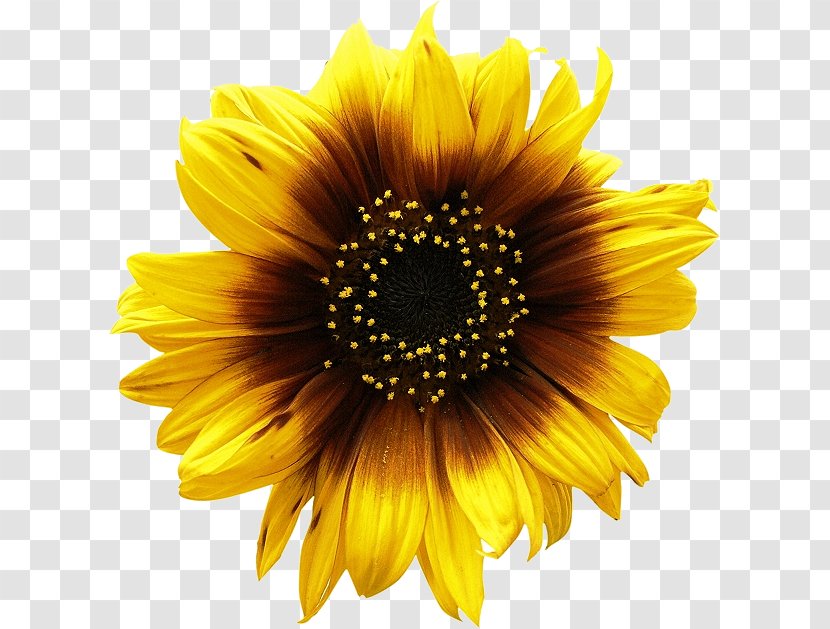 Common Sunflower Can Stock Photo Clip Art - Presentation - Sunflowers Picture Transparent PNG
