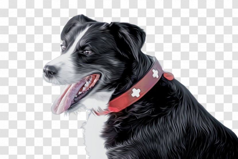 Border Collie - Drawing Companion Dog Transparent PNG