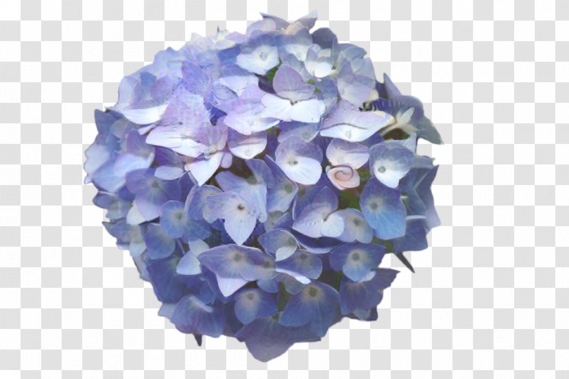 French Hydrangea Image Plants Clip Art Watercolor Painting - Crystal - Drawing Transparent PNG