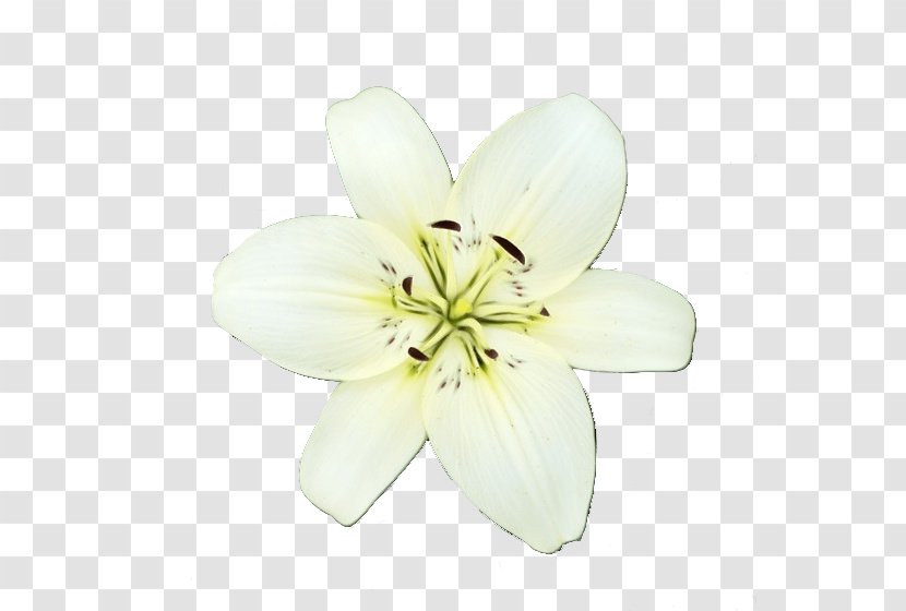 White Petal Flower Lily Plant - Herbaceous Wildflower Transparent PNG