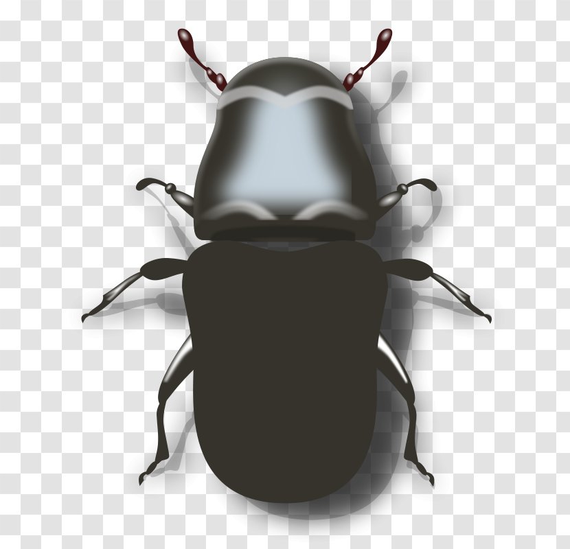 Mountain Pine Beetle Darkling Clip Art - Mesh Vector Transparent PNG