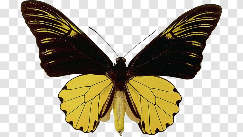 Beautiful Butterfly Stock Photography Royalty-free - Colias Transparent PNG