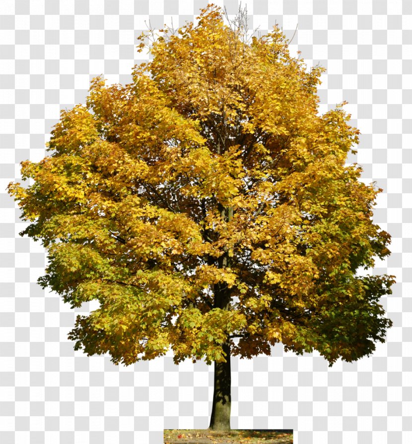 Tree Film Image Adobe Photoshop - Digital Transparent PNG