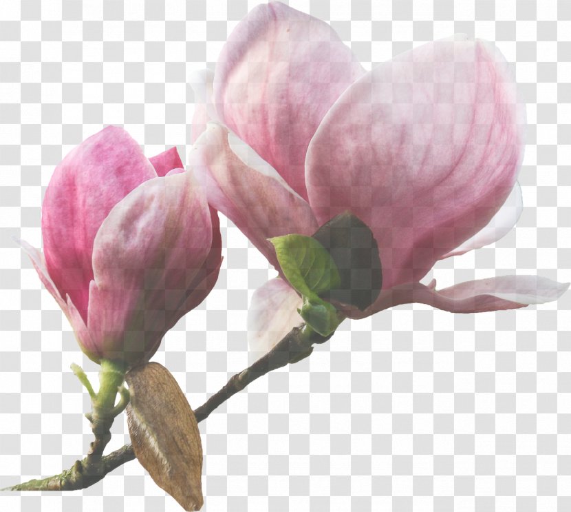 Flower Plant Petal Pink Bud - Pedicel Magnolia Family Transparent PNG