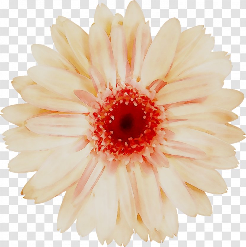 Transvaal Daisy Chrysanthemum Cut Flowers Petal - Peach - Barberton Transparent PNG