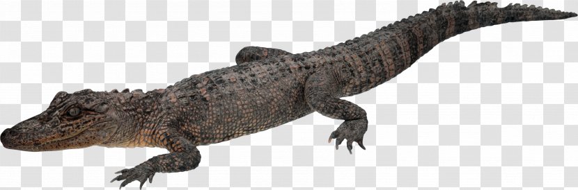 Crocodile Chinese Alligator Transparent PNG