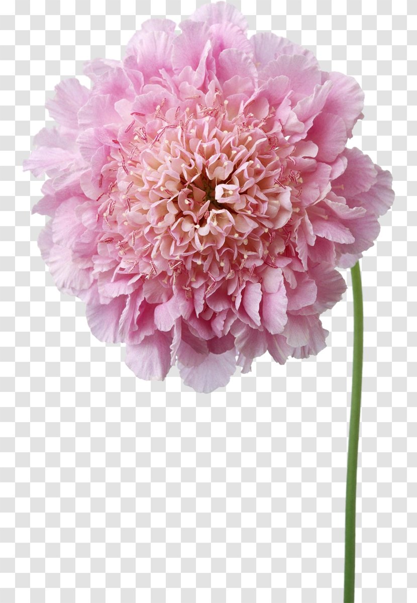 Pink Flowers Photography - Peony Transparent PNG