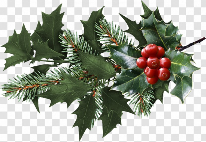 Mistletoe Christmas Clip Art - Pine Family - Blueberries Transparent PNG