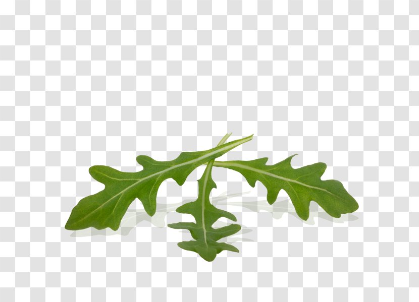 Pasta Rucola Vegetal Fusilli Leaf - Rucula Transparent PNG