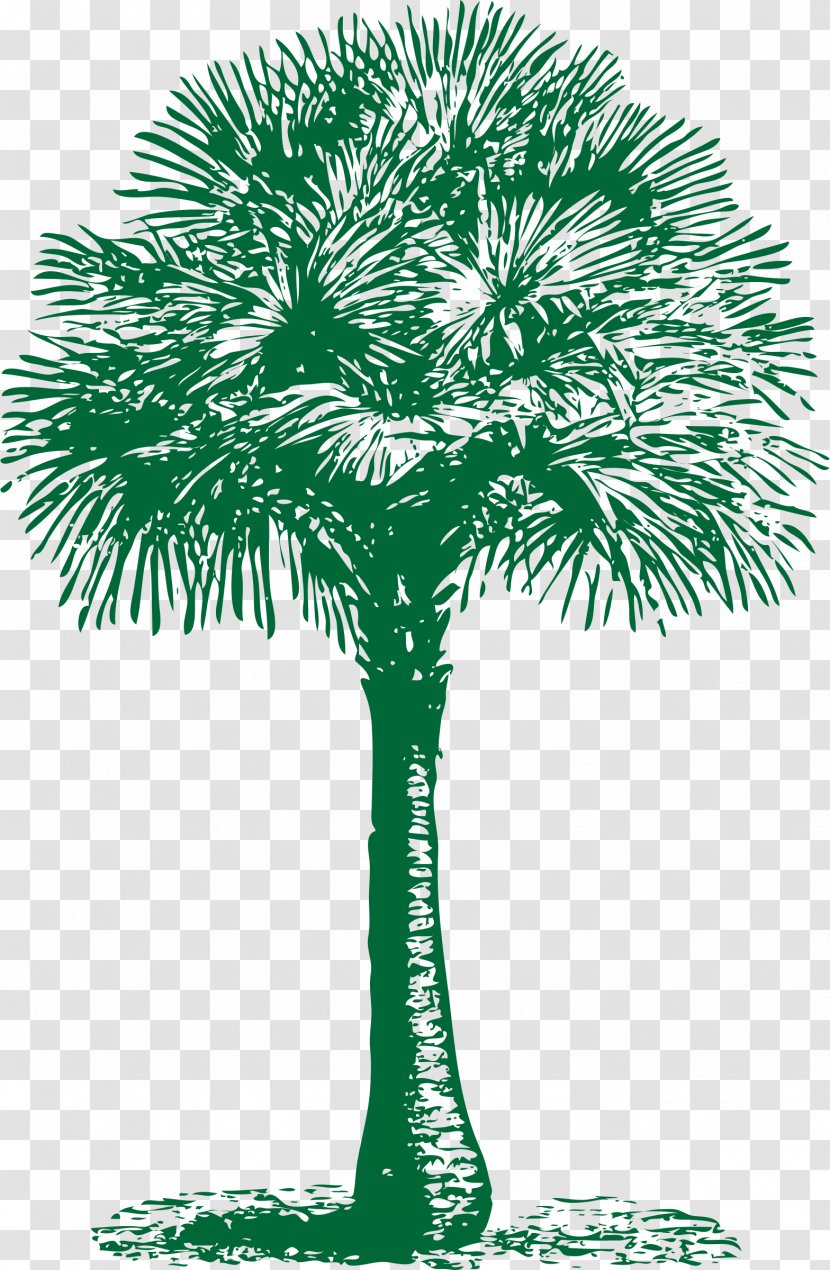 Arecaceae Asian Palmyra Palm Tree Washingtonia Filifera Date - Houseplant - Palms Transparent PNG