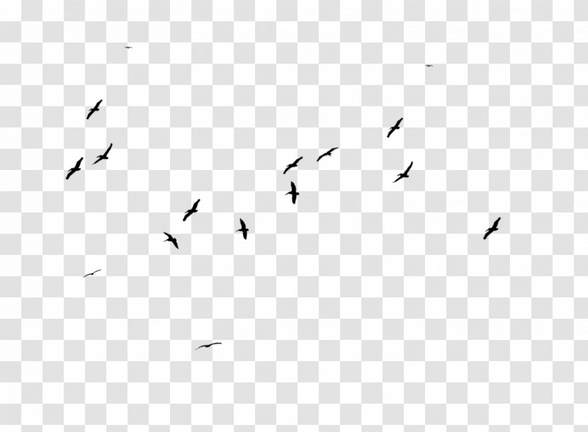 Flock Bird Migration White Font - Text - Flying Raven Overlay Transparent PNG