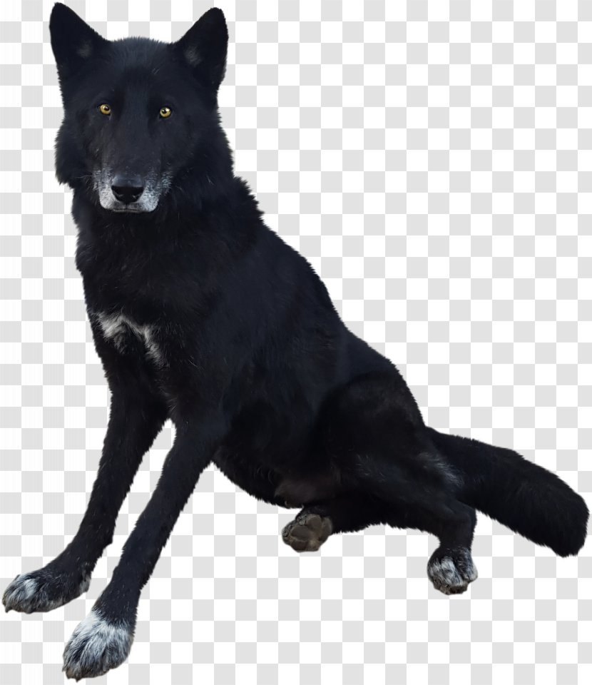 Dog Breed Kunming Wolfdog Fur - Like Mammal - Group Transparent PNG
