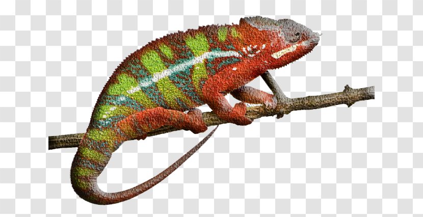Panther Chameleon Reptile Ambilobe Lizard Stock Photography - Animal,chameleon Transparent PNG