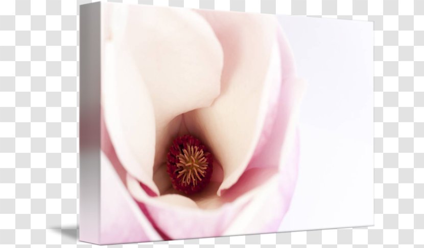 Close-up Lip - Closeup - Magnolia Flowers Transparent PNG